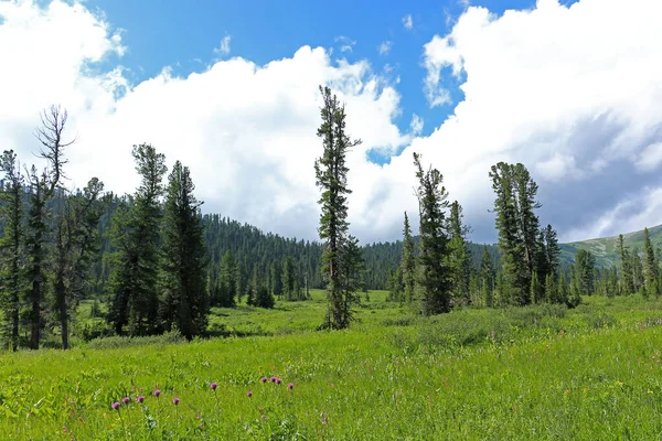 Green Grass Meadow Fir Trees Mountains Taiga Sunny Summer Landscape — Stock Photo, Image