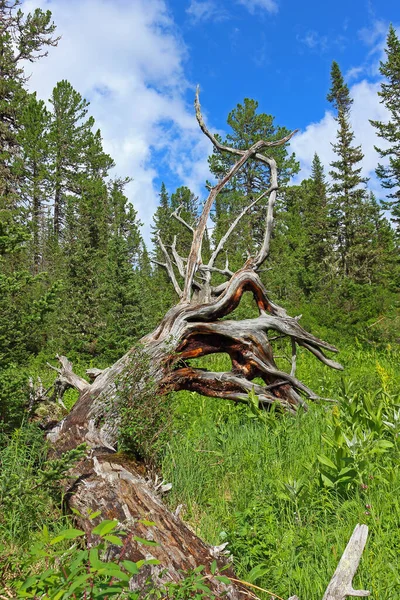 Impresionante Enganche Seco Encuentran Hierba Verde Bosque Coníferas Taiga Verano — Foto de Stock