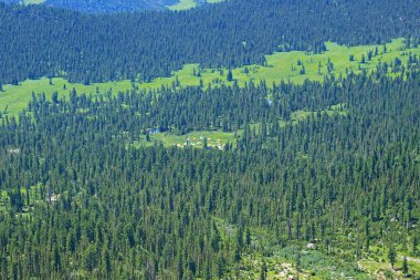 Batı Sayan dağlarındaki kozalaklı ormanın manzarası. Doğa parkı Ergaki, Rusya, Sibirya. Tayga ormanında güneşli yaz manzarası