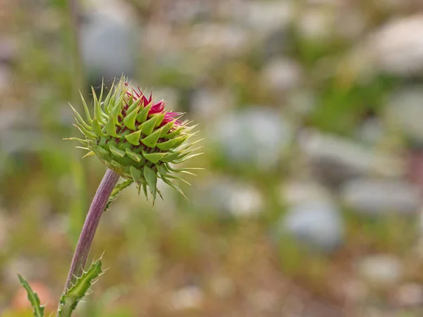 Gemme Cardo Selvatico Pianta Appuntita Con Punte Appuntite Copia Spazio — Foto Stock