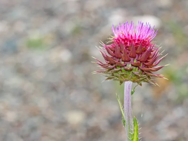 Fiore Cardo Rosa Selvatico Fiore Copia Spazio Sfondo Sfocato — Foto Stock