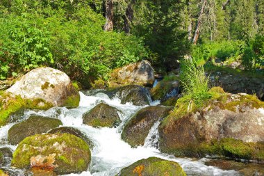 Yosunlu taşlardaki orman deresi ve aşırı büyümüş kıyılar. Güneşli yaz gününde küçük bir nehir. Akan suyun hareket bulanıklığı.
