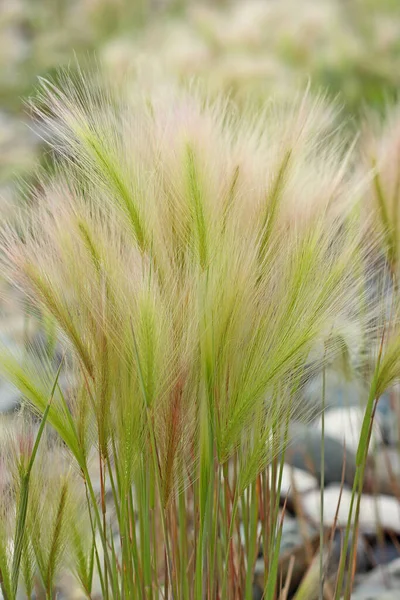 Fluffy Grass Hordeum Jubatum Foxtail Barley Bobtail Barley Delicate Summer — Stock Photo, Image