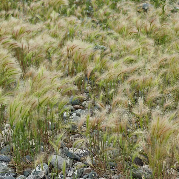 Fluffy Grass Foxtail Barley Hordeum Jubatum Bobtail Barley Grows Pebbles — Stock Photo, Image