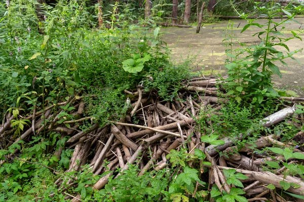 Ein Verlassener Biberdamm Einem Bach Wald — Stockfoto