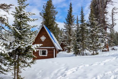 Güneşli bir günde yeni yağmış karla kaplı kozalaklı bir ormanda kış manzarası. Aile tatilleri için rahat bir yer.