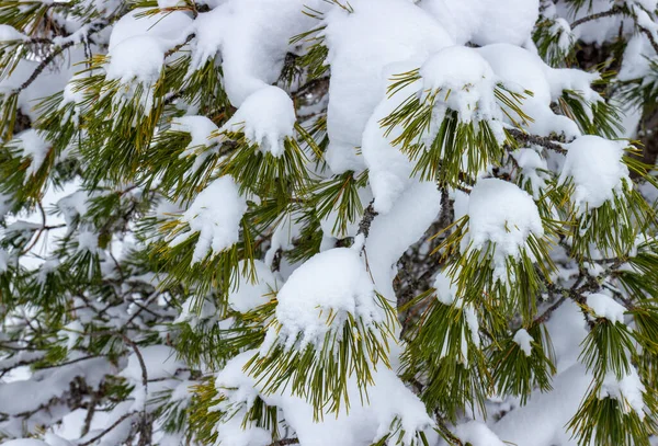 Кедровая Ветвь Покрыла Пушистый Снег Естественный Зимний Фон — стоковое фото