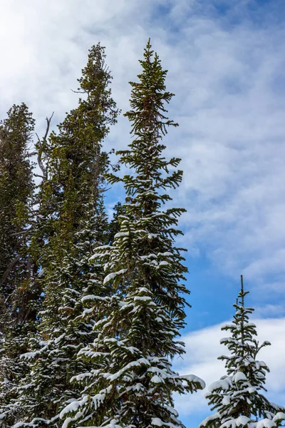 绿色的参天大树在白雪中 映衬着明亮的蓝天 自然冬季背景 — 图库照片