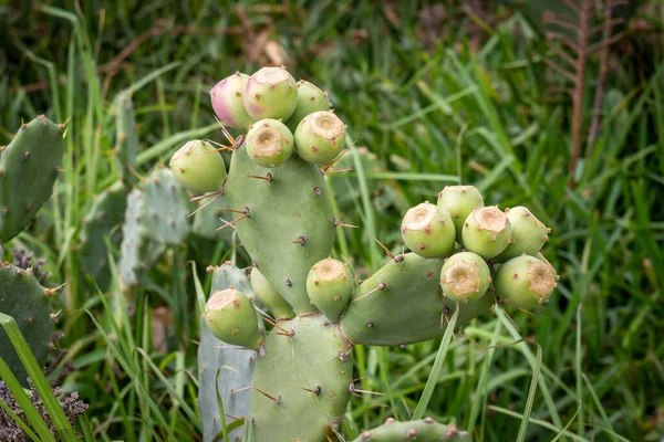 Kaktus Gruszkowy Niedojrzałymi Zielonymi Owocami — Zdjęcie stockowe