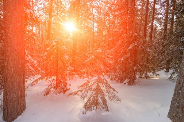 覆盖着积雪的冬季针叶林被灿烂的阳光照亮了 西伯利亚针叶林结霜 阳光穿过树林 日落在寒冷的雪地森林里 美丽的风景 — 图库照片