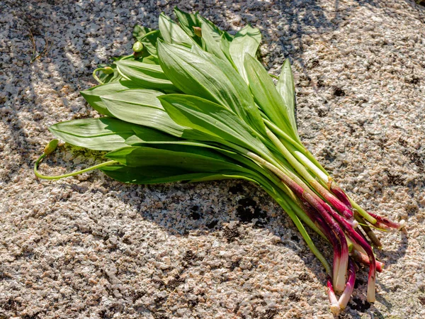 Giovane Aglio Selvatico Fresco Parte Ursinum Allium Noto Come Ramsons — Foto Stock