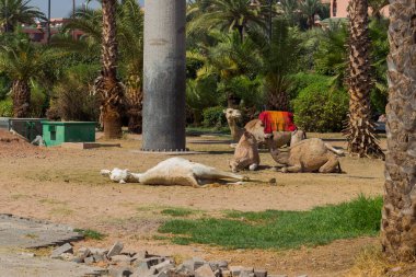 Marakeş, Fas 'ta turistleri beklerken develer dinleniyor. Dromedary, Somali devesi ya da Arap devesi olarak da bilinir.