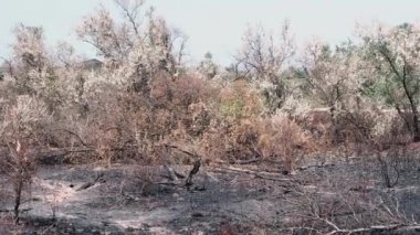 Yangından sonra orman Panoraması. Ağır çekim.