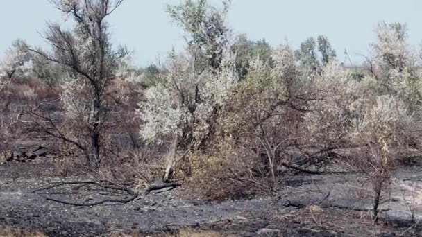 Yangından Sonra Orman Panoraması Ağır Çekim — Stok video