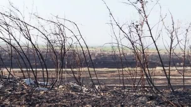 Panorama Della Foresta Dopo Incendio Rallentatore — Video Stock
