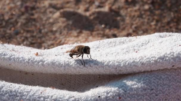 Pszczoła Oczyszcza Jego Ciała Zwolnionym Tempie — Wideo stockowe