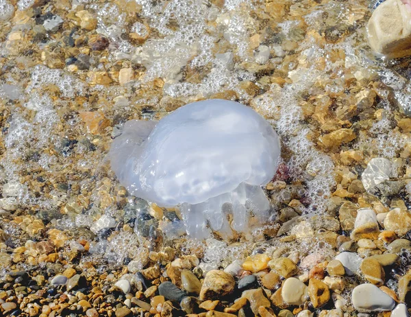 Rhopilema Nomadica Jellyfish Black Sea Beach Vermicular Filaments Jellyfish Poisonous — Stock Photo, Image