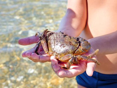 Büyük korkutucu yengeç ve çocuk sahilde