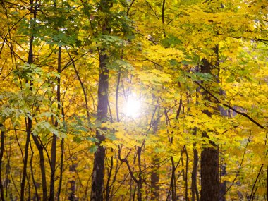 Sonbahar ormandaki gündoğumu. Güneşli sonbahar park parlak yaprakları