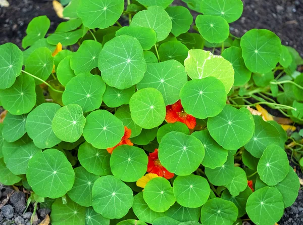 Nasturtium yaprak ve çiçek. Yeşil yaprakları gizli küçük çiçekler