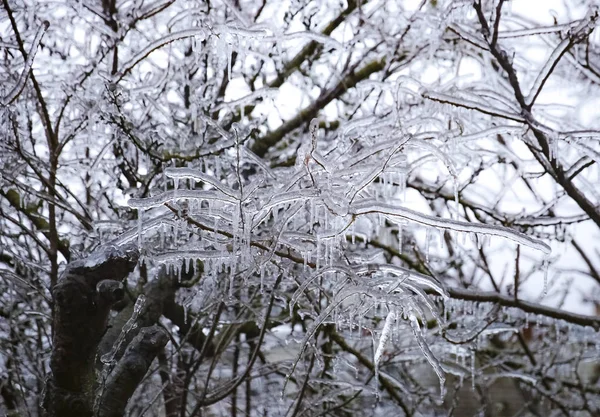 Frozen Branch Ice Icicle Ice Storm Selective Focus — Stock Photo, Image