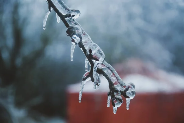 frozen branch with ice on the background of the house in the form of a yurt, a tent house. Icicle. ice storm. selective focus