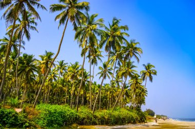 Tropikal adada bir sahil. Temiz mavi su, kum ve palmiye ağaçları. Güzel tatil yeri, tedavi ve su ürünleri.