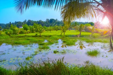 Palmiye ve bataklık sularda yansıması ile Yeşil tropikal manzara