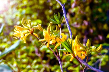 Abhazya 'da küçük sarı zambak çiçeği. Sakin ol Blair. Seçici odak