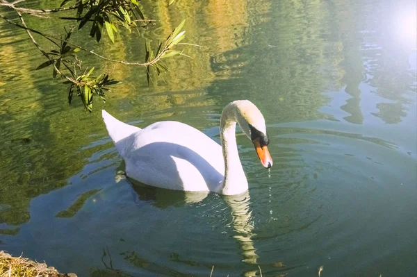 Cigno Bianco Sullo Stagno Nuovo Athos Abkhazia — Foto Stock