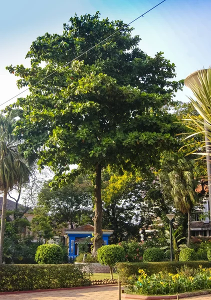 Lokale Kokum Frucht Auf Dem Baum Garcinia Indica Goa India — Stockfoto