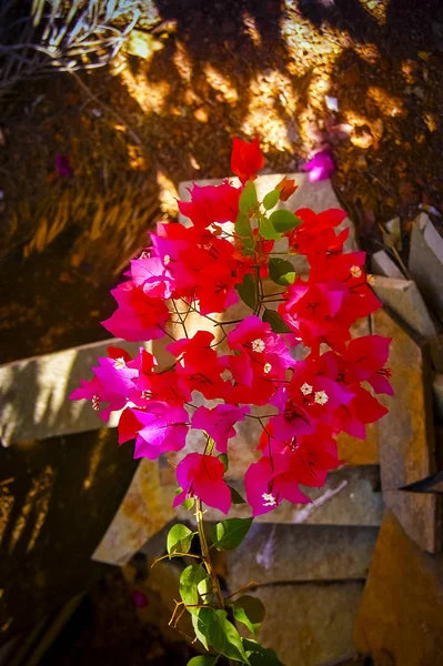 その完全な栄光の情熱の花 ブーゲンビルの花の枝 インド — ストック写真