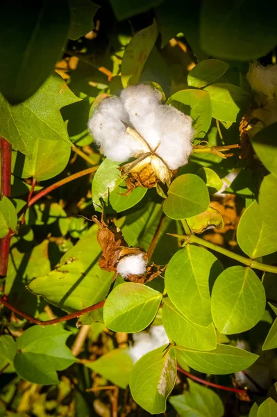Closed up Cotton ball, Cotton blossom ready for harvesting,cotton tree