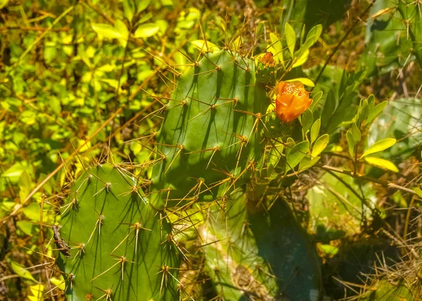 Fig Indiano Pêra Cacto Com Flover Amarelo Opuntia Ficus Indica — Fotografia de Stock