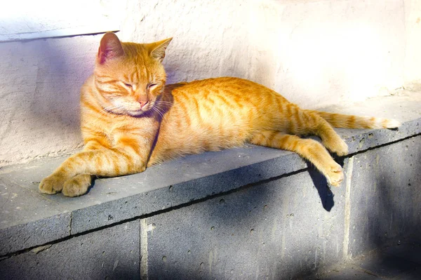 Gatto Rosso Strada Gatto Peloso Rosso Tabby Longhair Gatto Rosso — Foto Stock