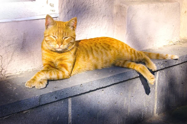 거리에 고양이 고양이 태양에서 고양이 — 스톡 사진