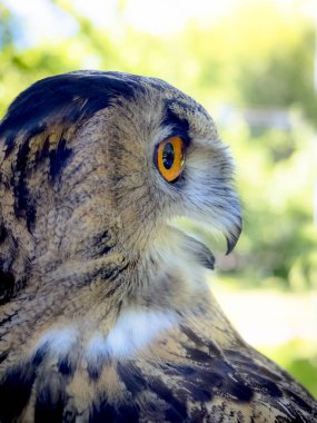 Baykuş yüzü yakın. Avrupa kartal Owl. Side görünümü