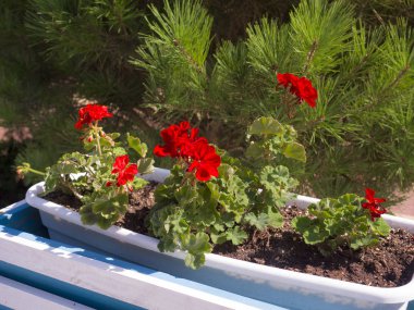 Çiçekaçan kırmızı çiçeklerle birlikte. Çiçek. Hafif dekoratif çiçekler ile Çiçek pot