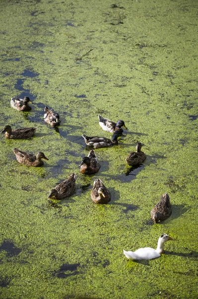 公園内の小さなカエルと小さな装飾沼 沼のマラードアヒル — ストック写真