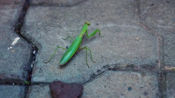 Biddende Mantis Een Terras Groene Volwassen Vrouw Van Europese Mantis — Stockvideo