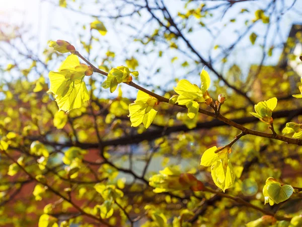 Spring new green leaves. Kidneys blossom. Spring has come, the first green. Nature wakes up. Dissolve the first leaves on the branches. Kidney trees disclosed. A symbol of new life, hope, new