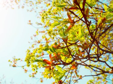 Bahar yeni yeşil yaprakları. Böbrekler açar. Bahar geldi, ilk yeşil. Doğa uyanır. Dallardaki ilk yaprakları eritin. Böbrek ağaçları açıklandı. Yeni bir hayatın sembolü, umut, yeni