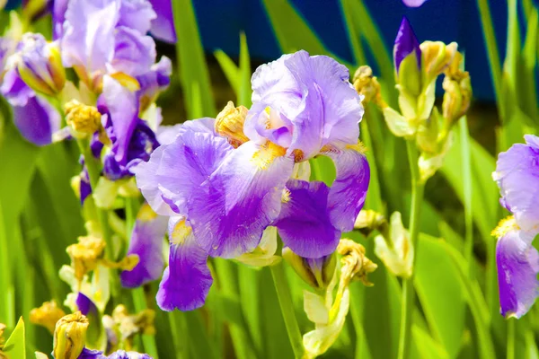 Крупный План Фиолетовых Цветов Радужной Оболочки — стоковое фото