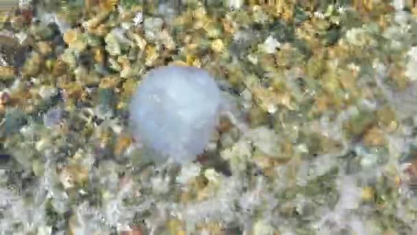 Closeup Jellyfish Sea Daytime — Stock Video