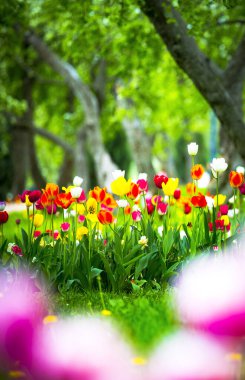 Baharda renkli lale bahçesi. Doğanın arka planında yeşil yapraklı güzel pembe laleler. kopyalama alanı ile