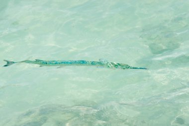 Cancun, Meksika için Ballyhoo (Hemiramphus)