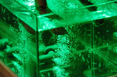 Kötü durumda cilt yemek küçük balık ile balık tank