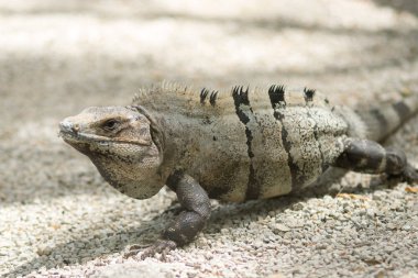 Meksikalı bir iguana Tulum harabeleri, yakın çekim