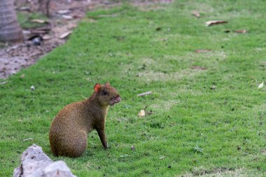 (Dasyprocta punctata Orta Amerika agutisi)