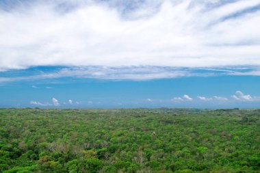 Yucatan tropikal orman, Coba kalıntıları ndan Meksika görünümü